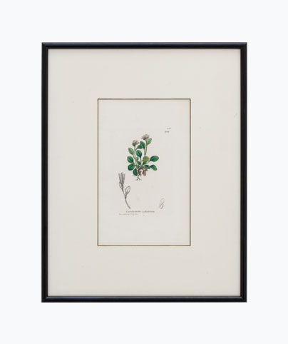 Original Authentic 1800's Vintage Flower 3